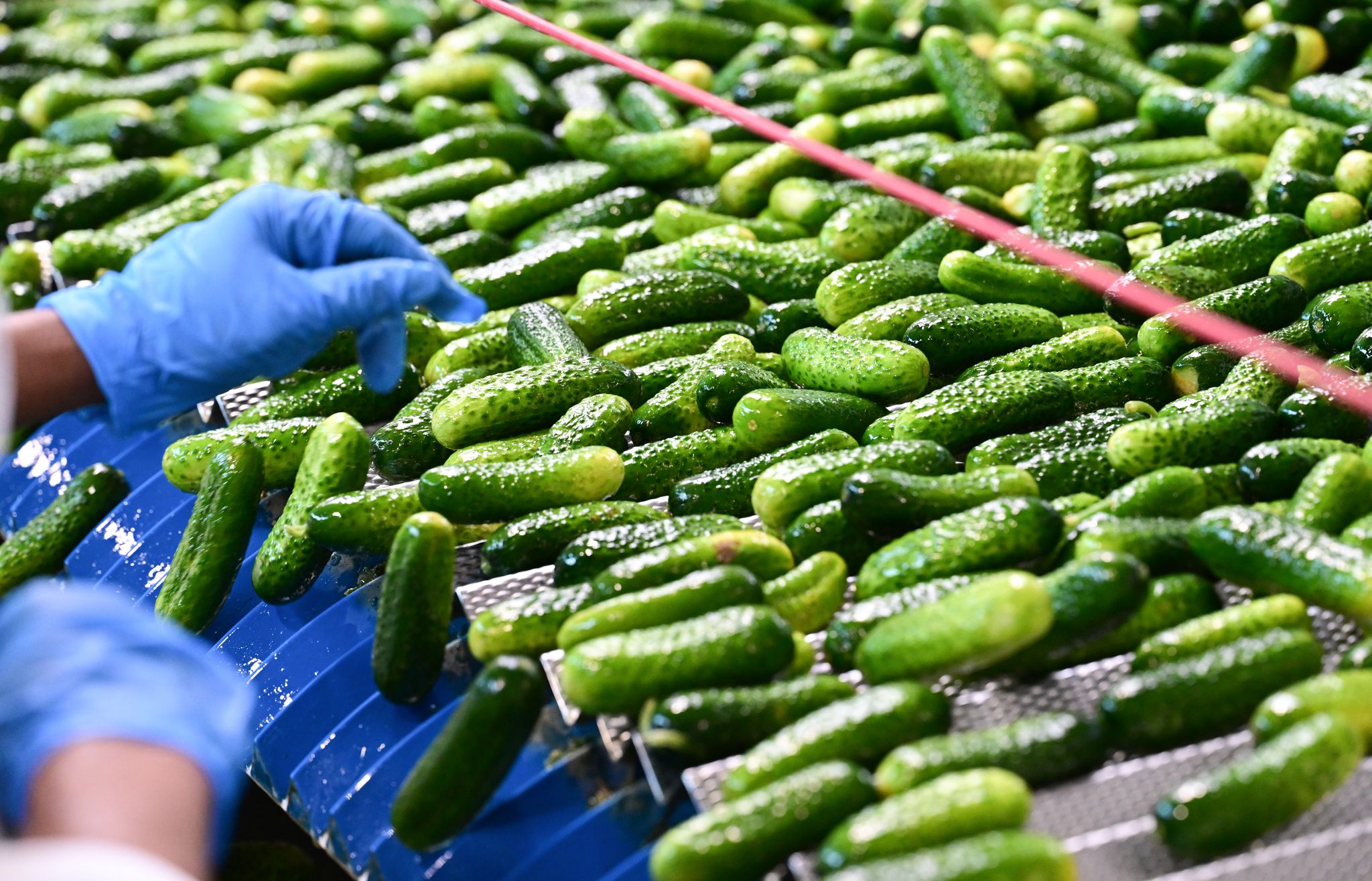 Einlegegurkenanbau in Deutschland rückläufig,Handarbeit und Kostendruck belasten die Landwirte.