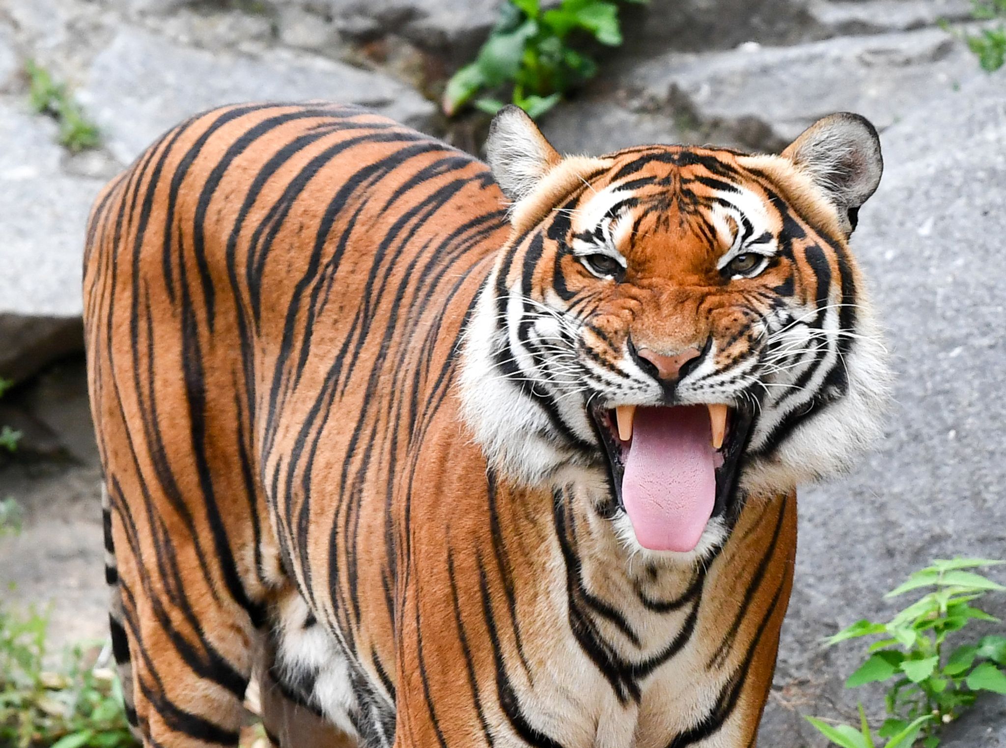 «Meilenstein»: Zahl der Tiger in Thailand steigt