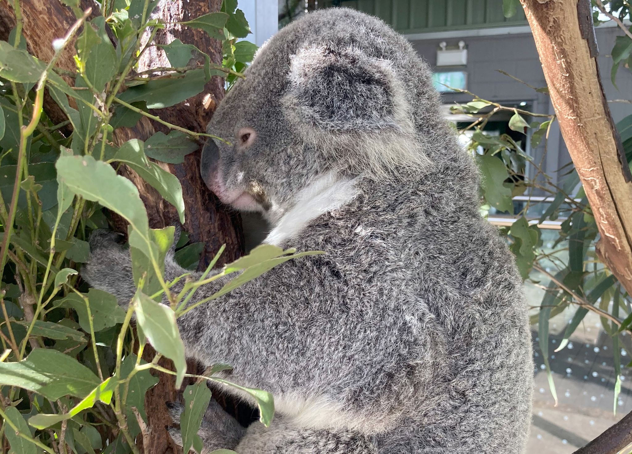 Koala-Knuddeln verboten: Welche Regeln gelten in Down Under?