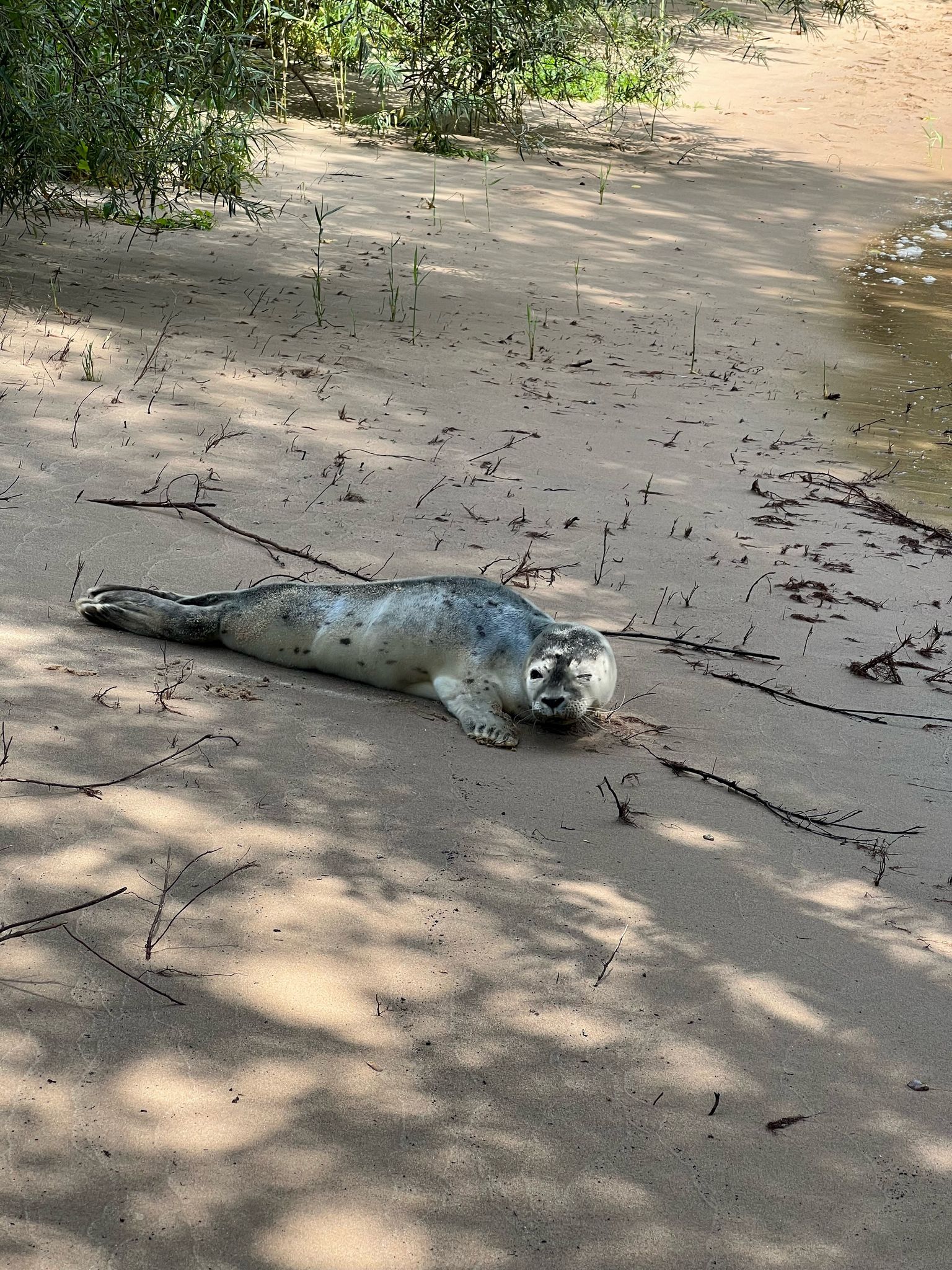 Hungriger Heuler holt sich Fisch an Fischtreppe