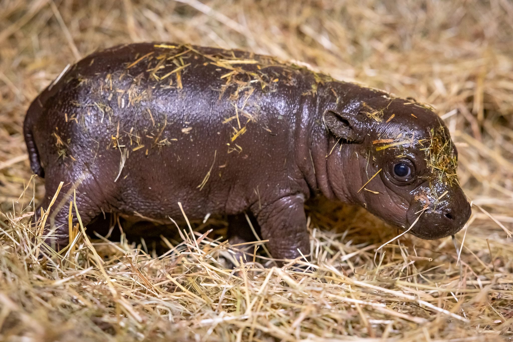 Fans reichen 20.000 Namensvorschläge für Mini-Hippo ein