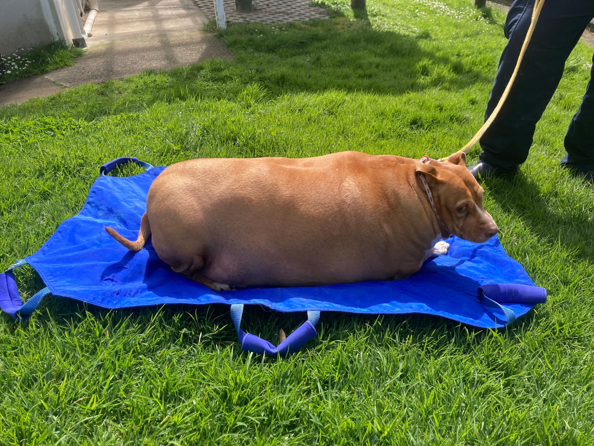 Hund überfüttert: Zwei Monate Haft für Neuseeländerin