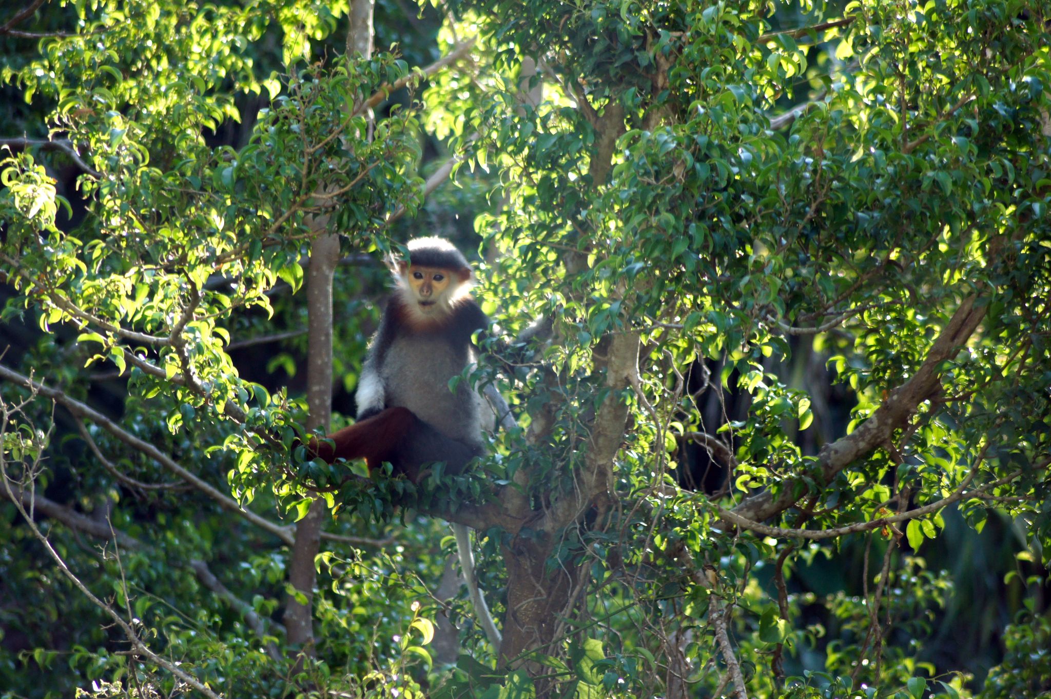 Umweltschützer jubeln über neuen Nationalpark in Laos