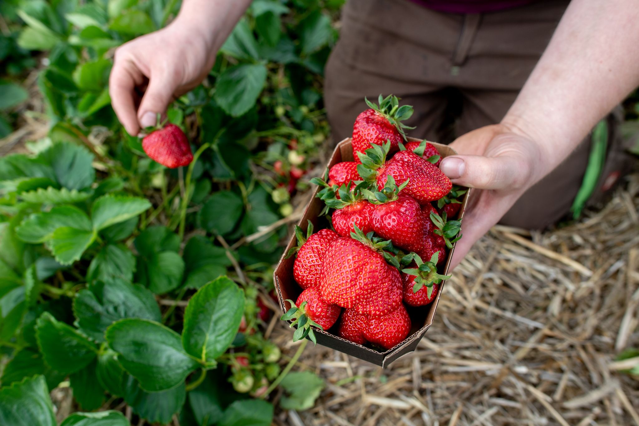 Verregnet: Sehr niedrige Erdbeer- und Spargelernte erwartet