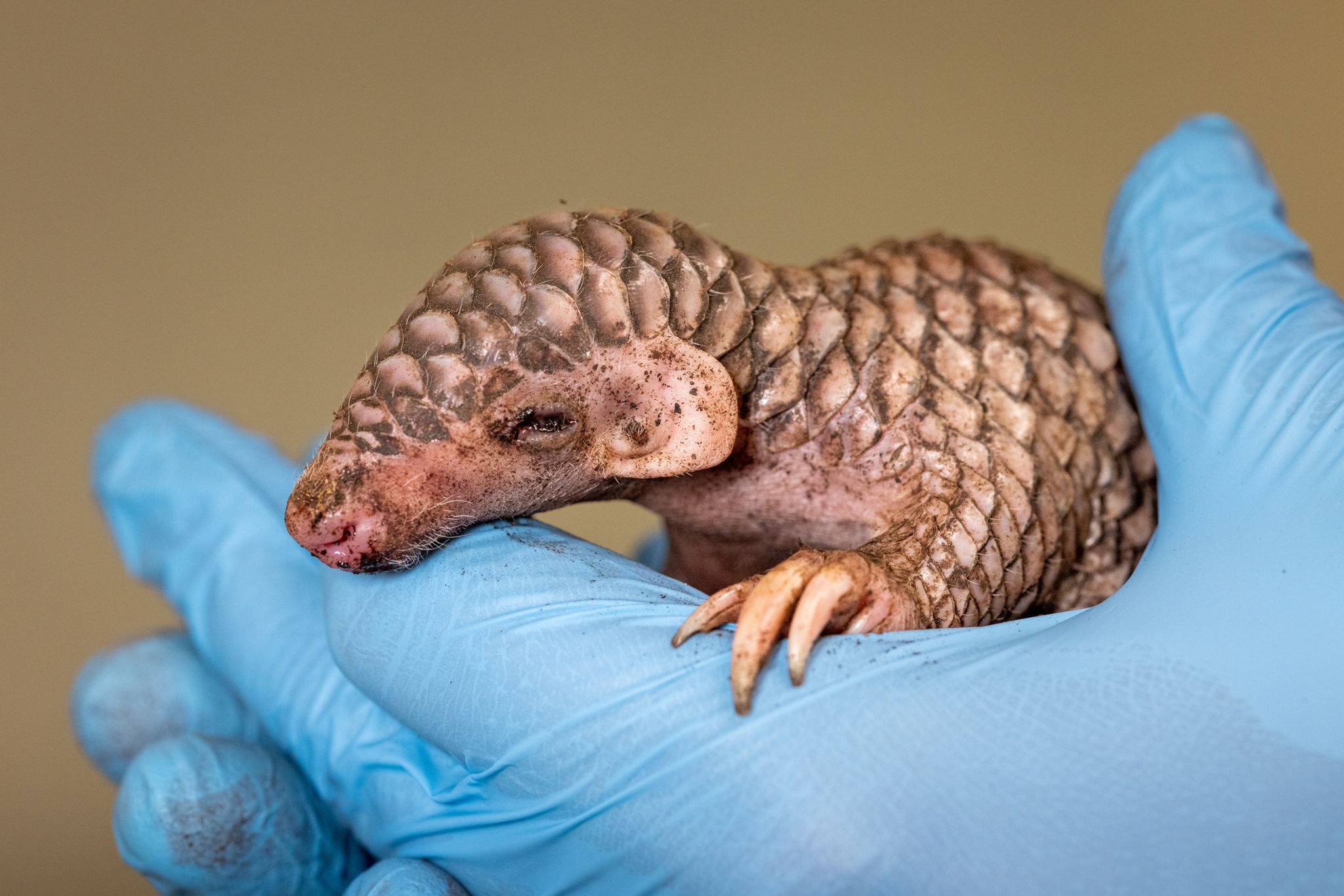 Prager Zoo freut sich über Schuppentier-Baby