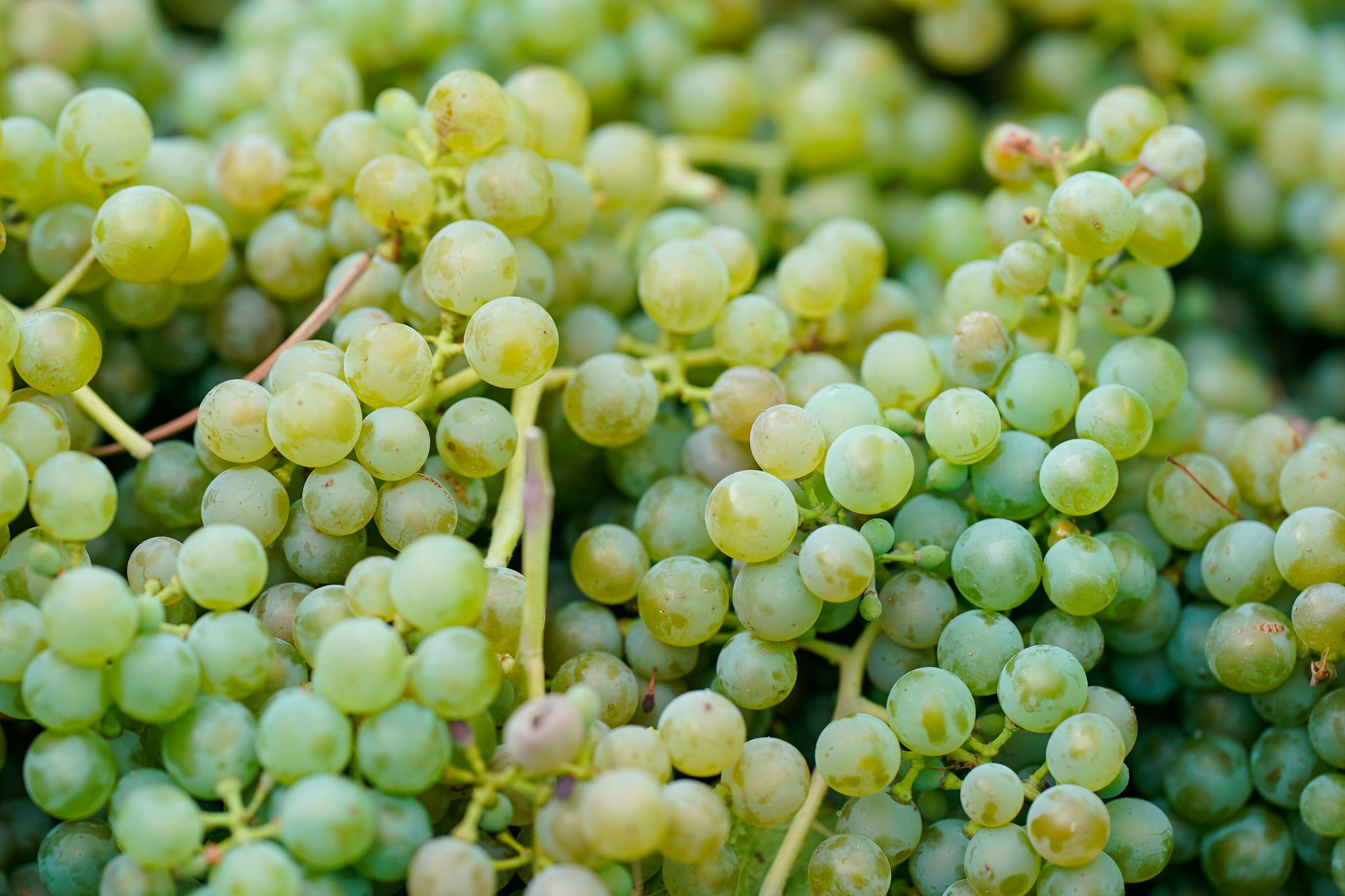 Pfalz schafft Weinkönigin ab – Diskussion um neuen Titel und offenen Wettbewerb