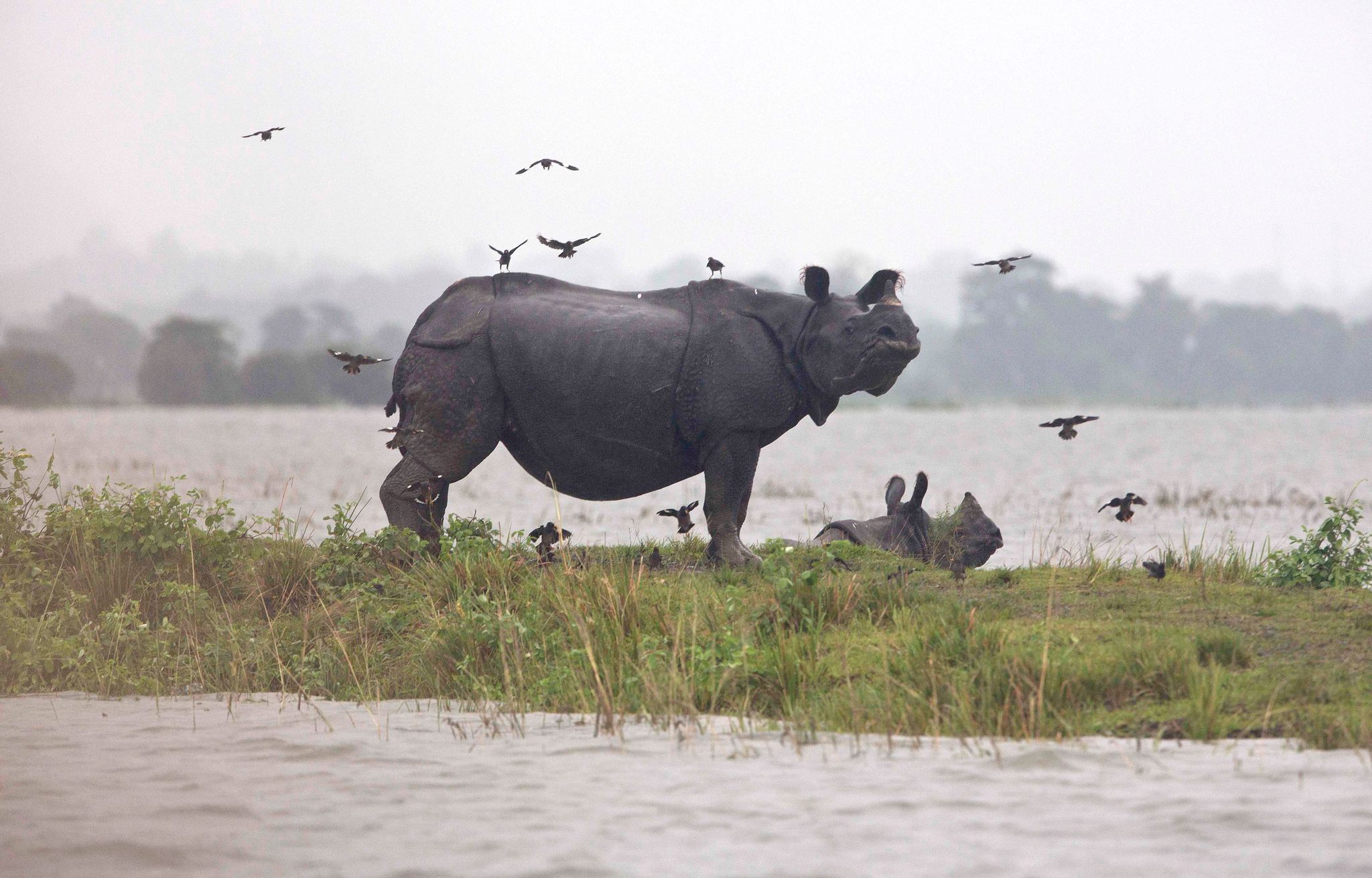 Monsun-Regen: Panzernashörner sterben in Nationalpark