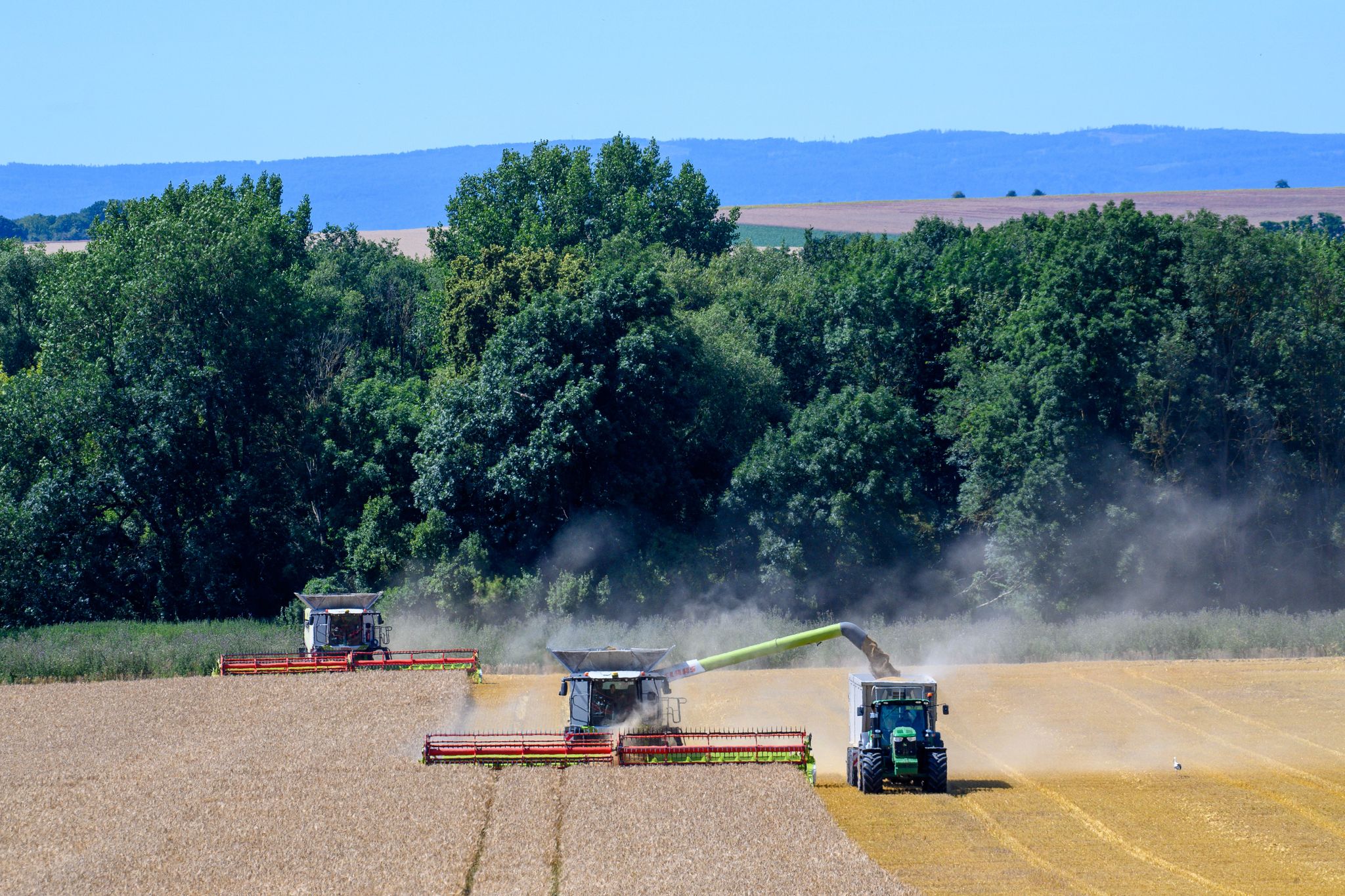 Getreideernte in Deutschland enttäuscht – Qualität und Menge deutlich unter Erwartungen