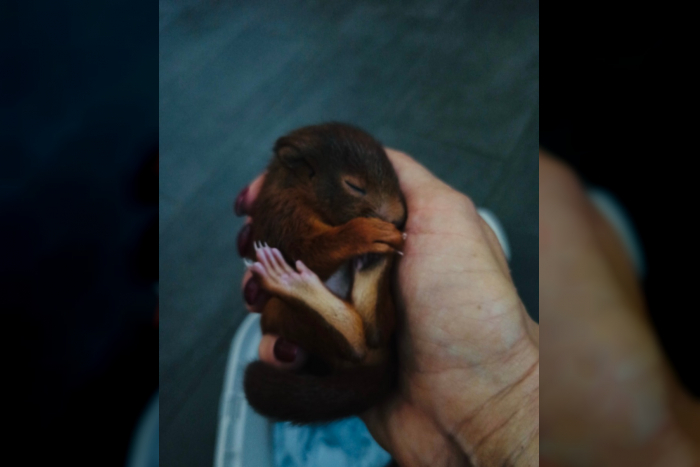 Rettung eines Eichhörnchen-Babys in Kelsterbach
