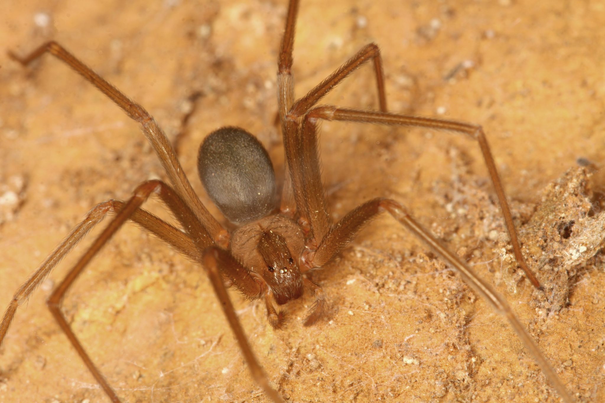Italien in Sorge: Zwei Tote nach Biss von brauner Violinspinne