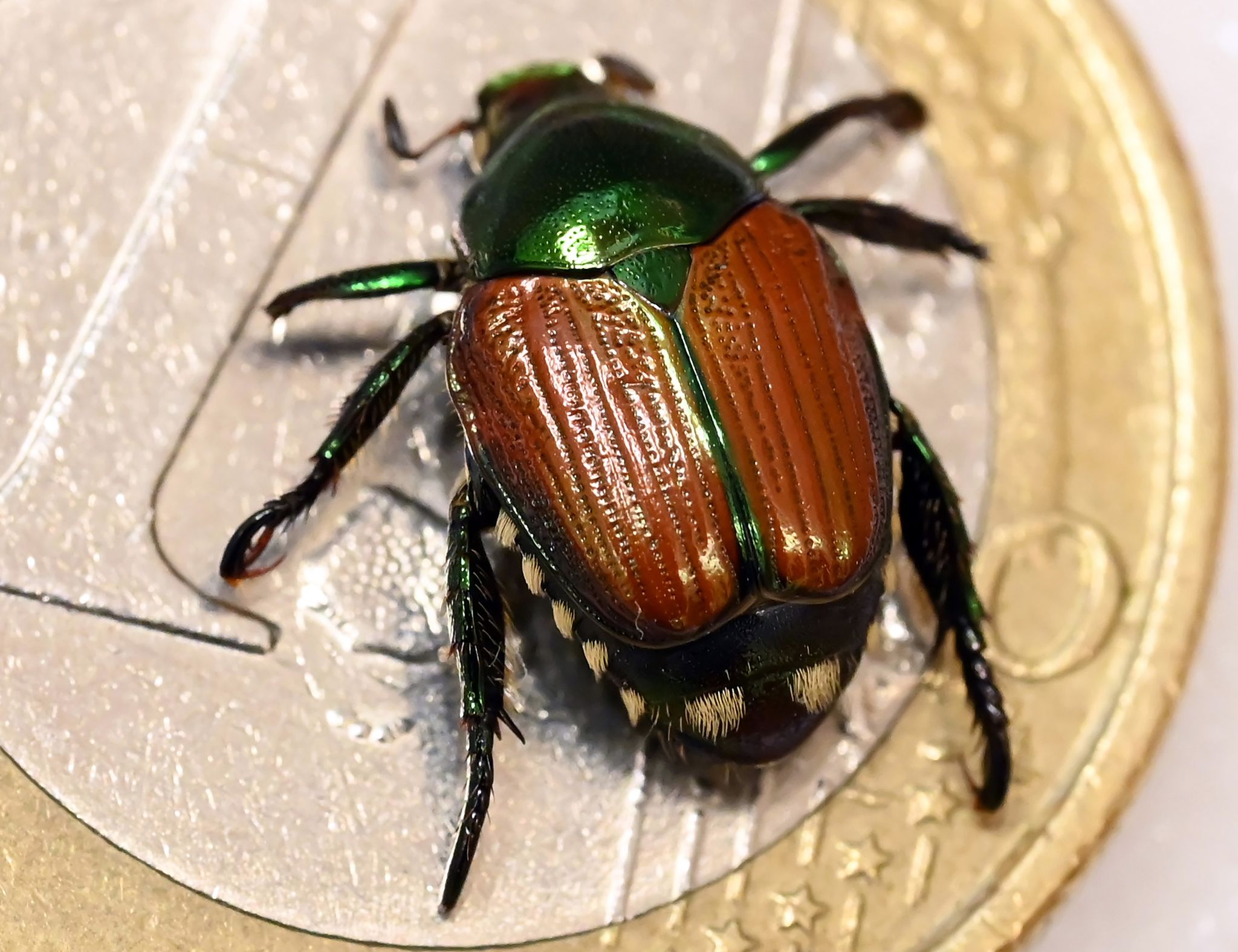 Einzelne Japankäfer in Baden-Württemberg gefunden