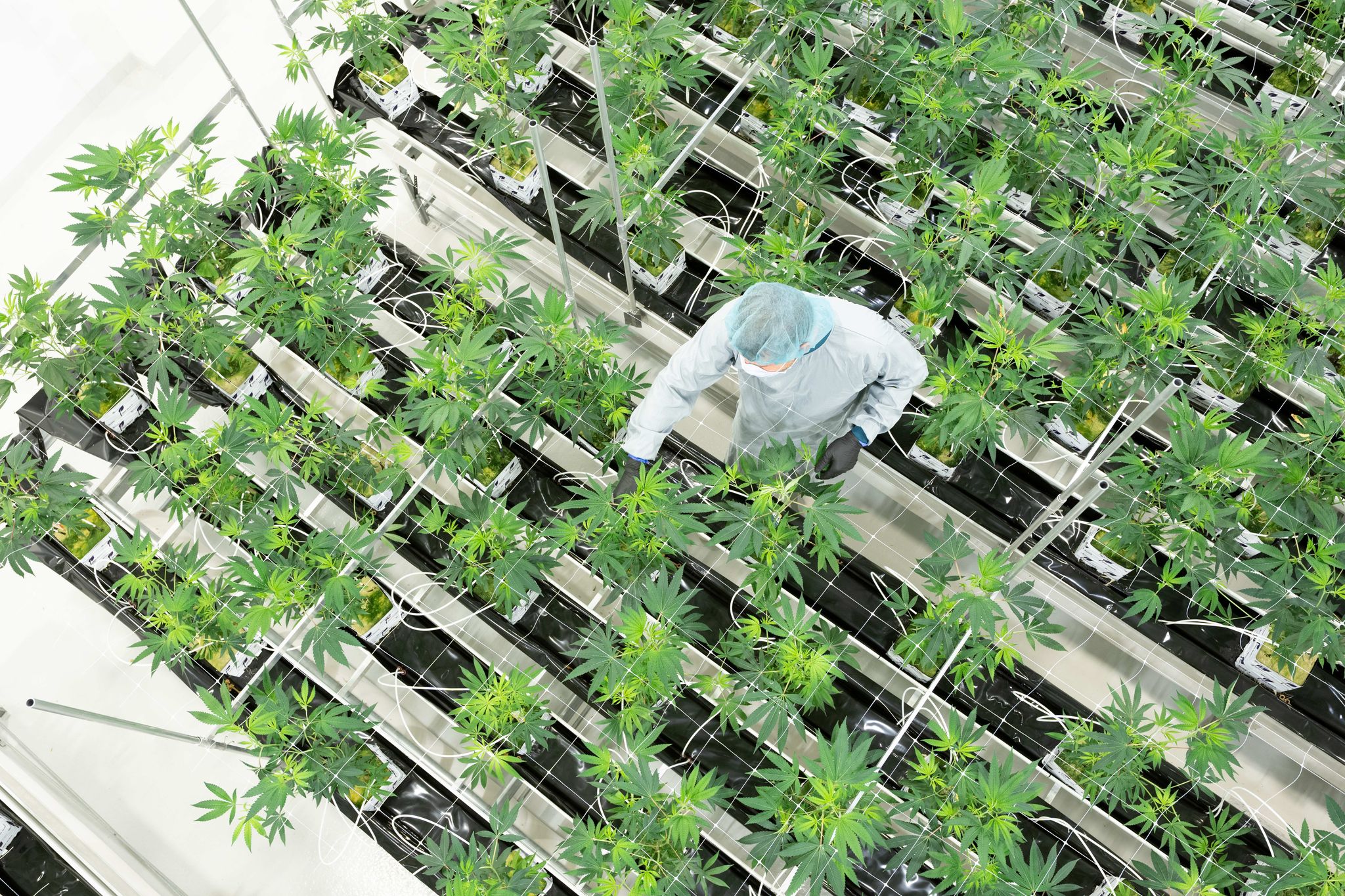 Medizinisches Cannabis auf dem Vormarsch: Mann aus Berlin berichtet von schneller Rezeptausstellung