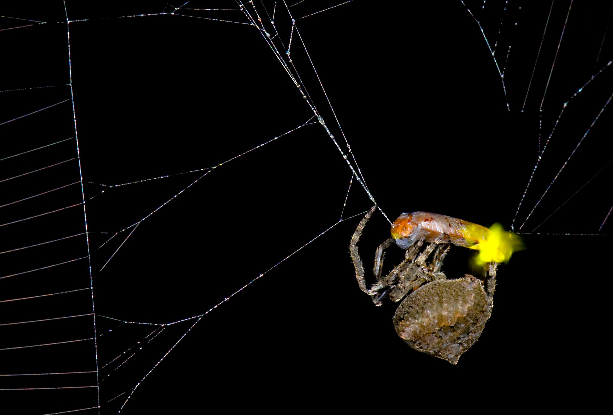 Perfide Masche: Spinne lockt mit Beute weitere Beute an