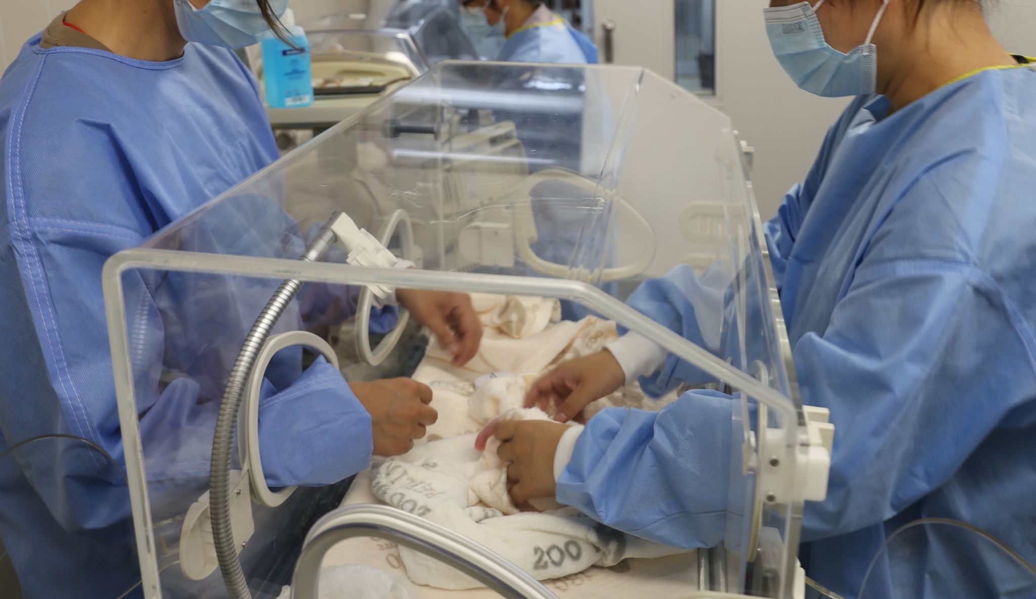 Neugeborene Pandas im Berliner Zoo auf gutem Weg