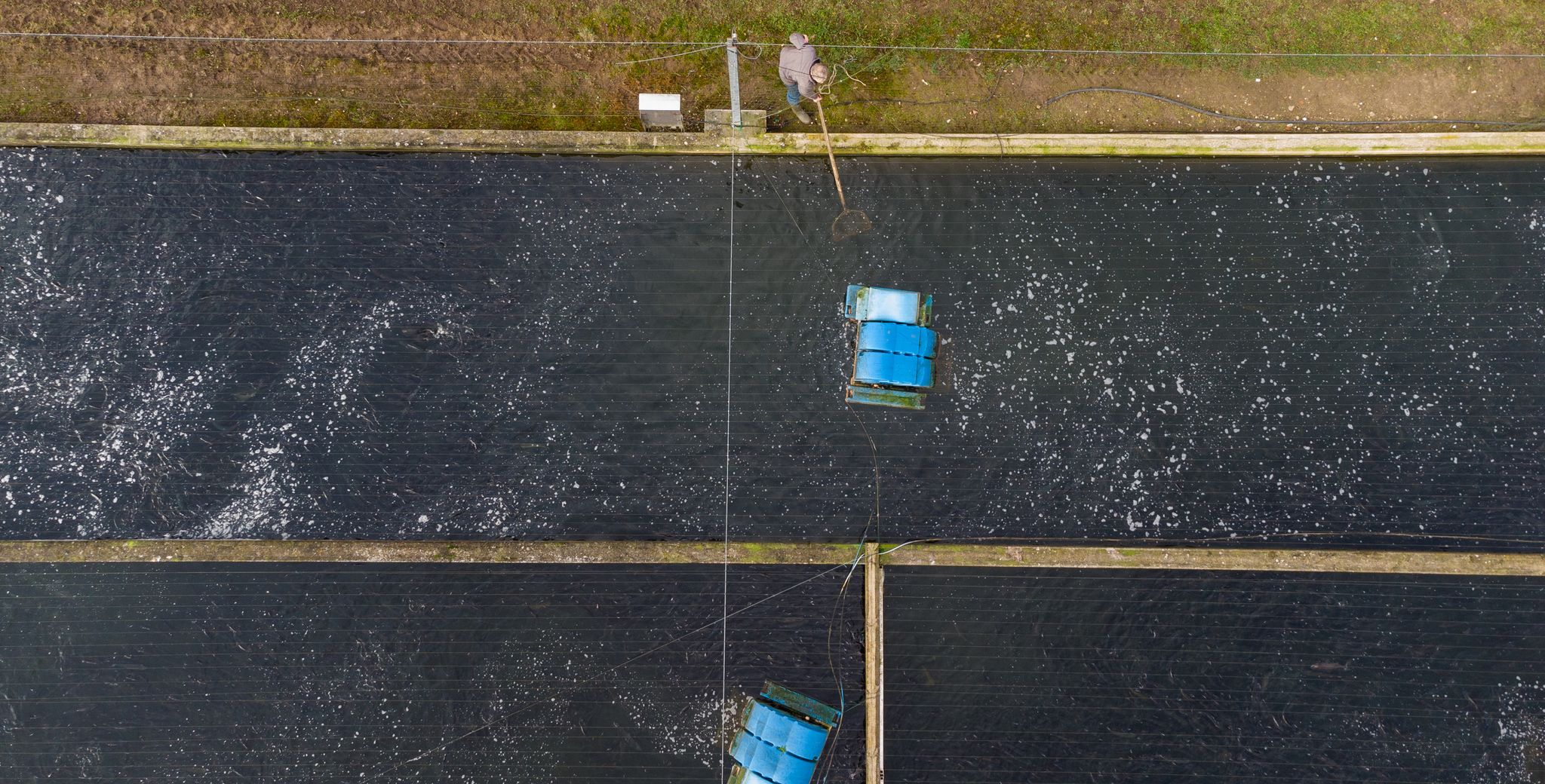 Aquakultur in Deutschland: DFV fordert Entbürokratisierung
