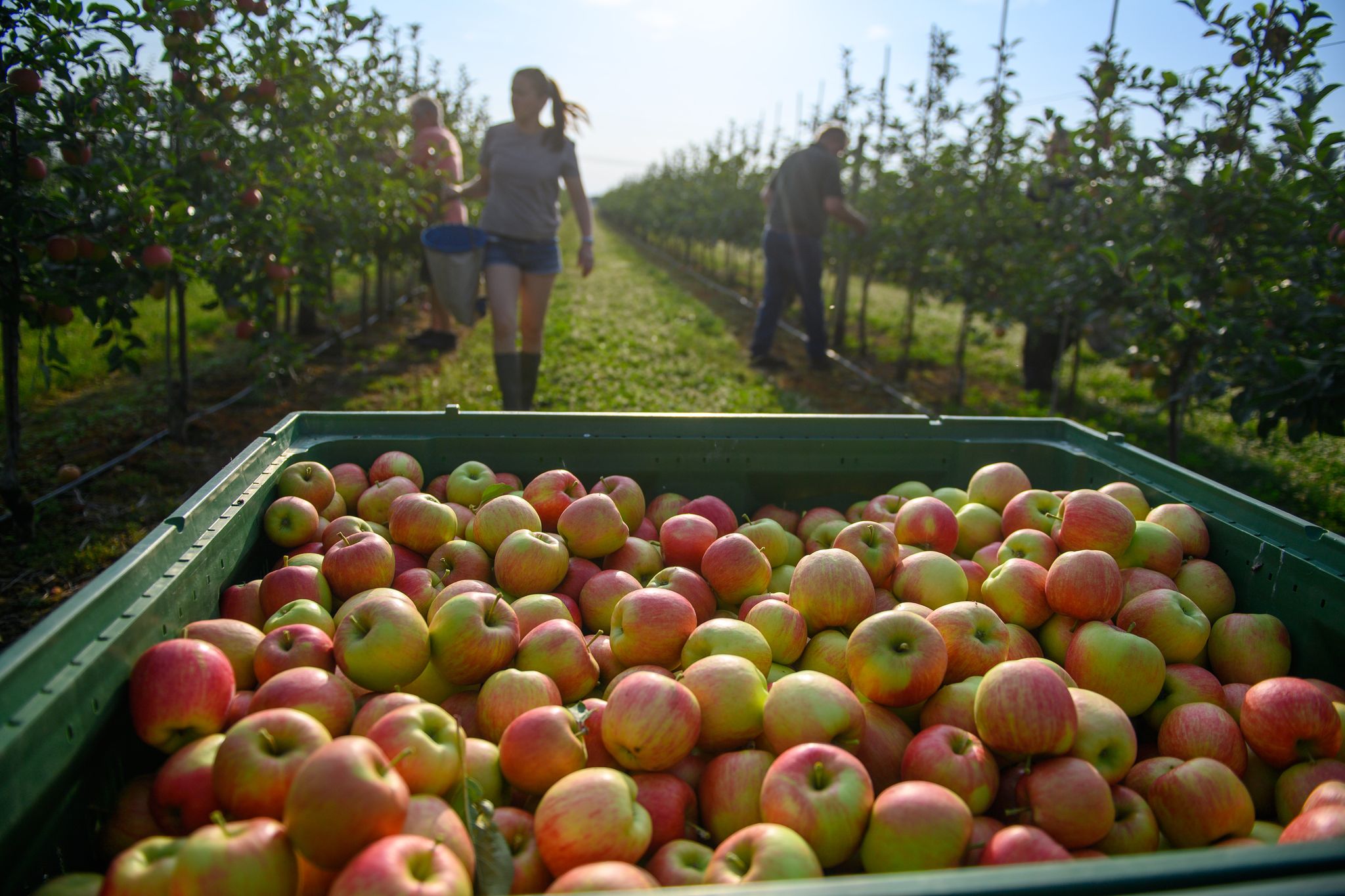 Geringe Apfelernte treibt Preise für Lebensmittel