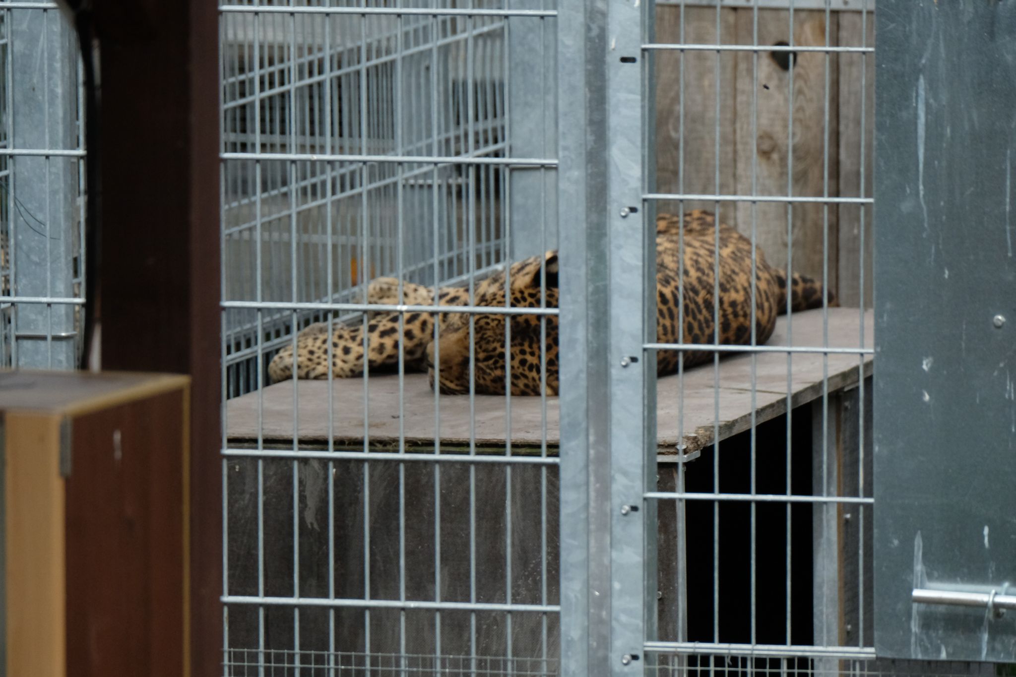 Leopard tötet Besitzer in slowakischem Privatzoo