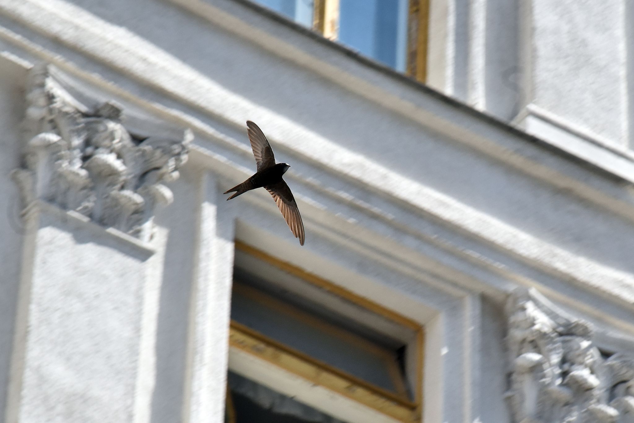 Zugvögel starten früher gen Süden