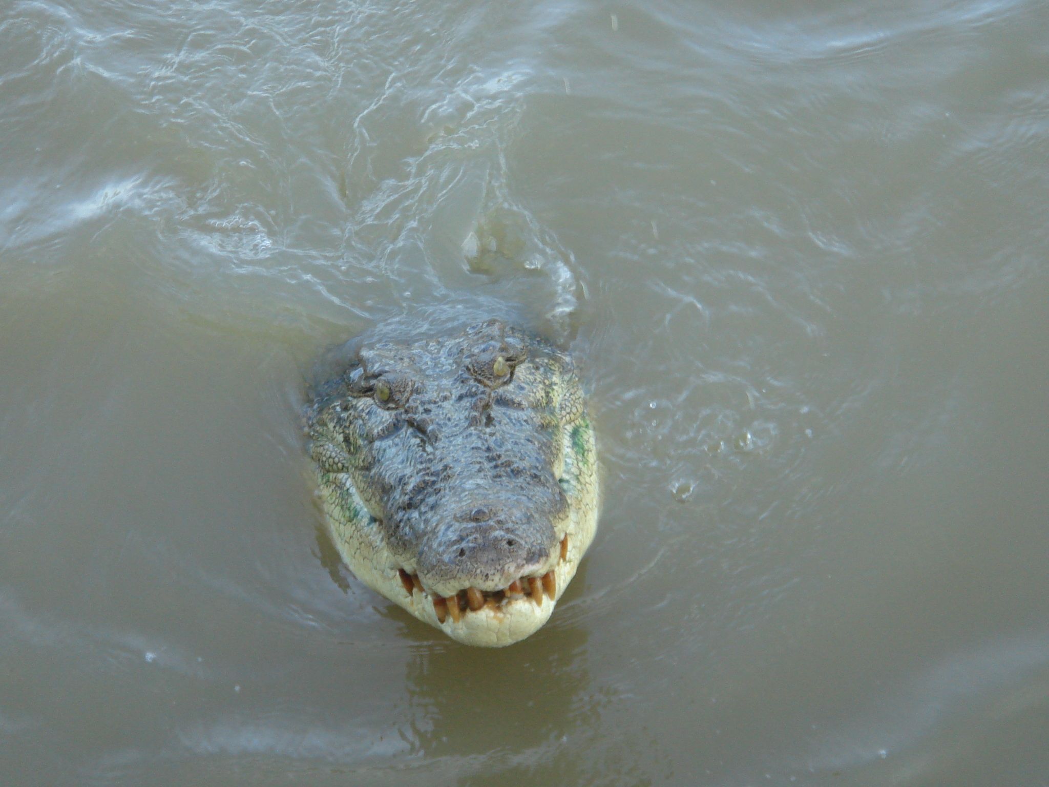 Menschliche Überreste in Krokodil in Australien gefunden