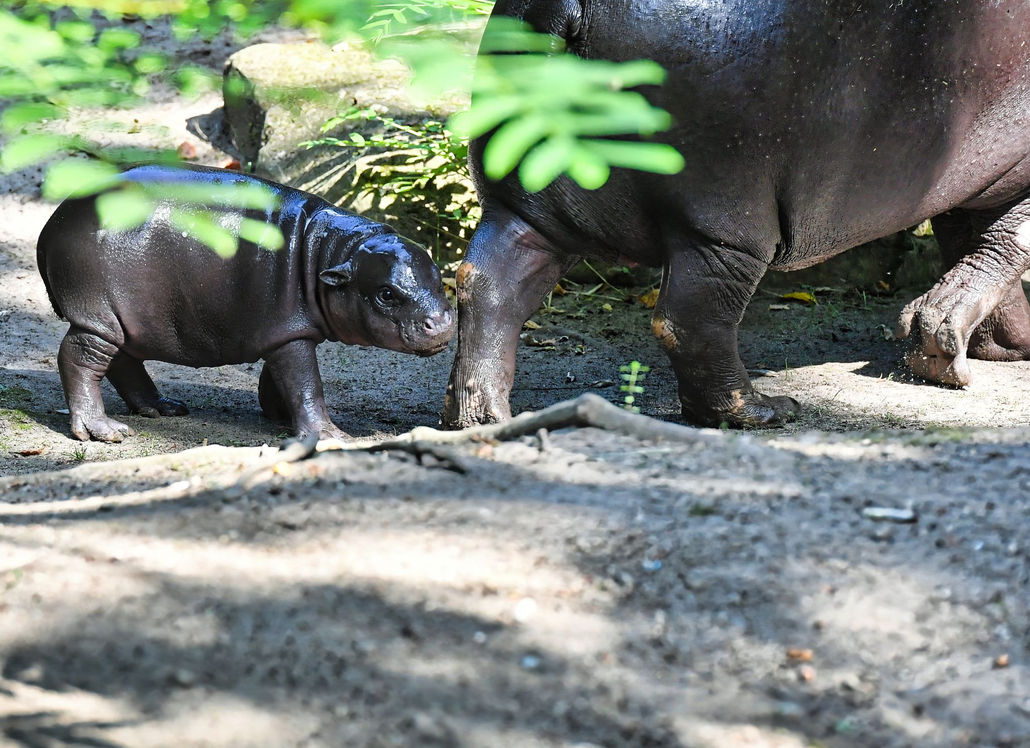 Zwergflusspferd Toni erobert die Herzen im Zoo