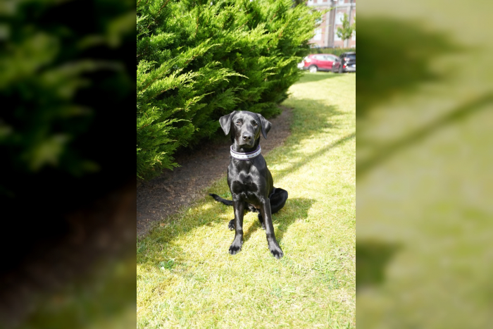 Kiel: Update zur Brandmittelspürhündin Naira