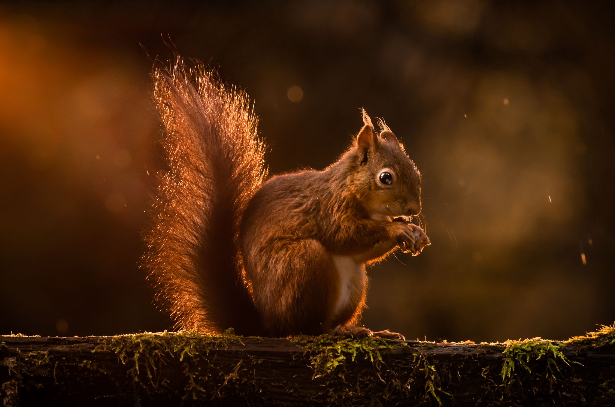 Harte Nuss: Kampf um rote Eichhörnchen in Wales