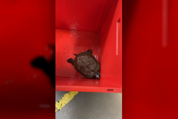 Neumünster / Kappeln: Verlorene Schildkröte gefunden