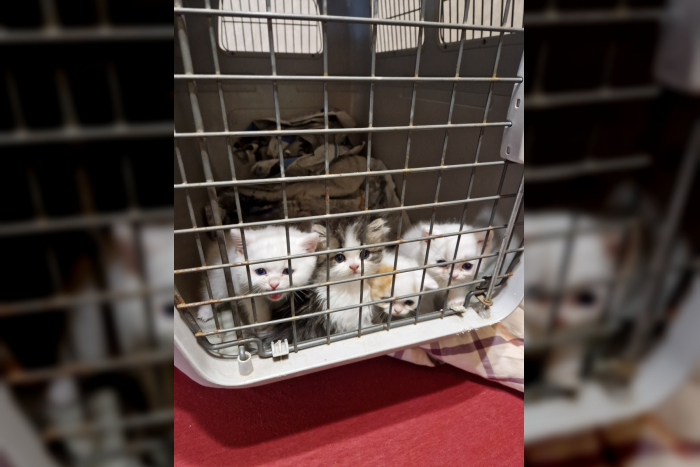 Landkreis Darmstadt-Dieburg: Polizei stellt vier Kitten sicher