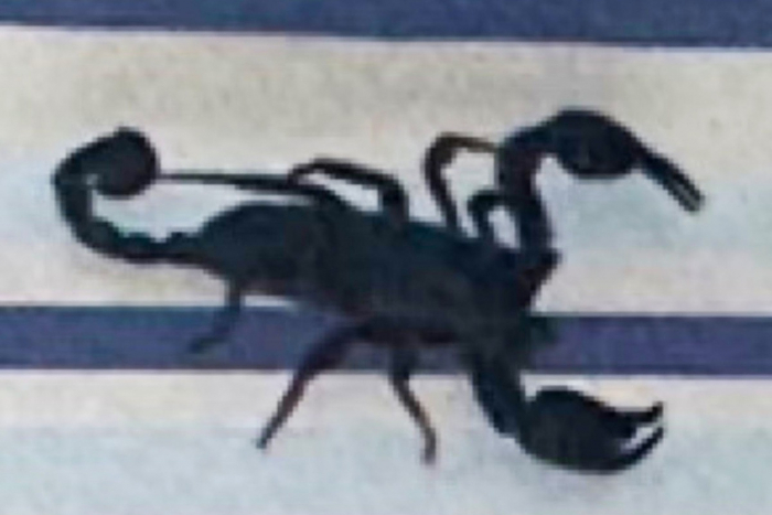 Schröck: Skorpion am Fensterrahmen