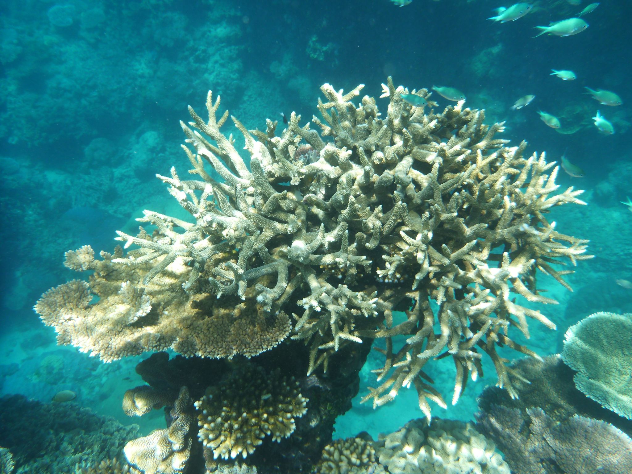 Great Barrier Reef: Höchste Wassertemperatur seit 400 Jahren