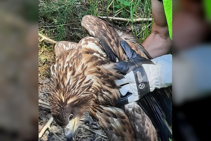 Wester-Ohrstedt: Verletzter Seeadler an Bahngleisen