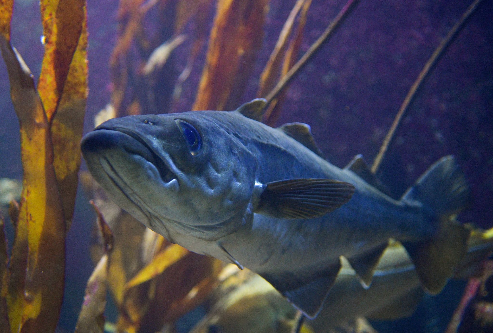 Überfischung bedroht Fischbestände weltweit