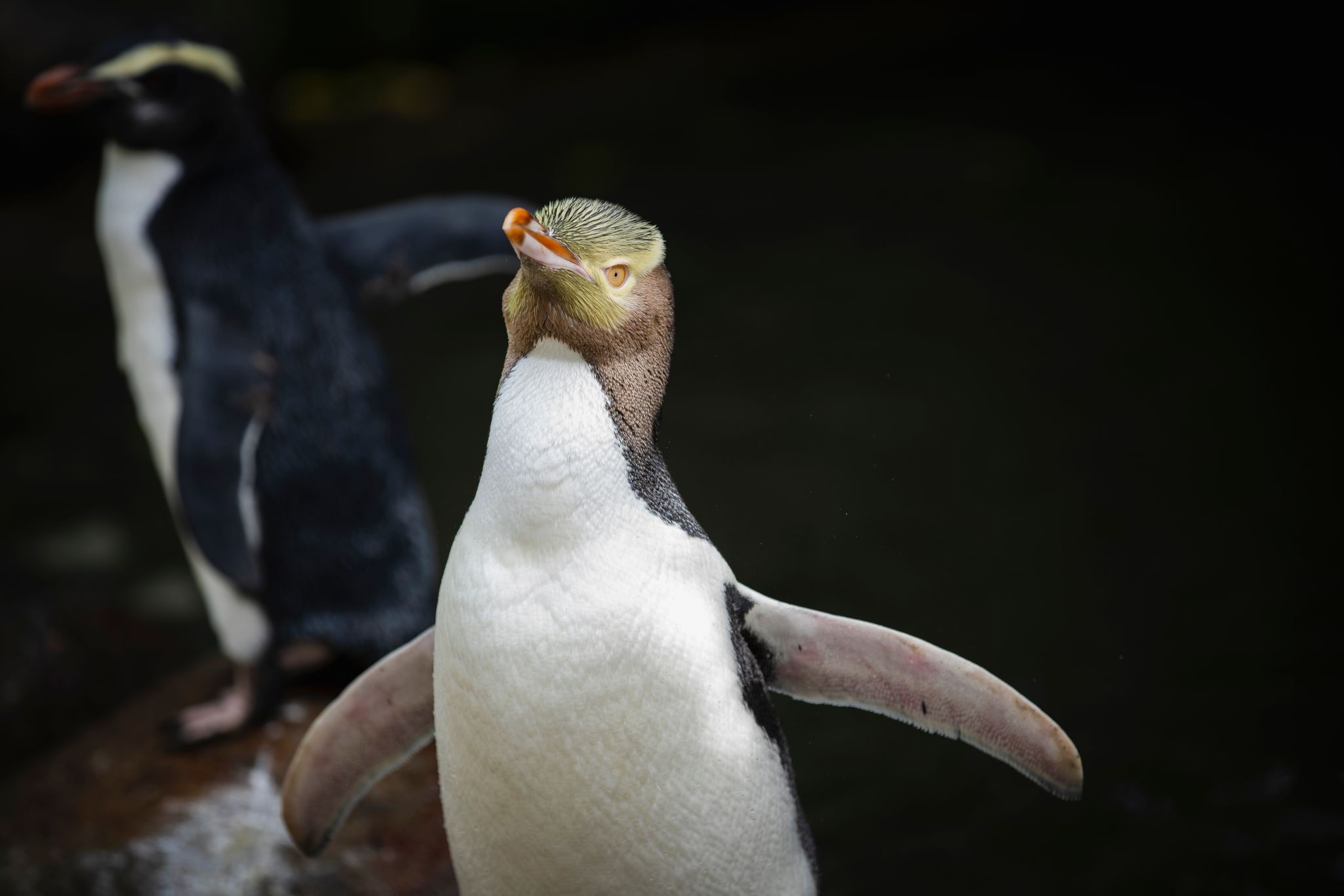 Neuseelands Gelbaugenpinguin ist Vogel des Jahres