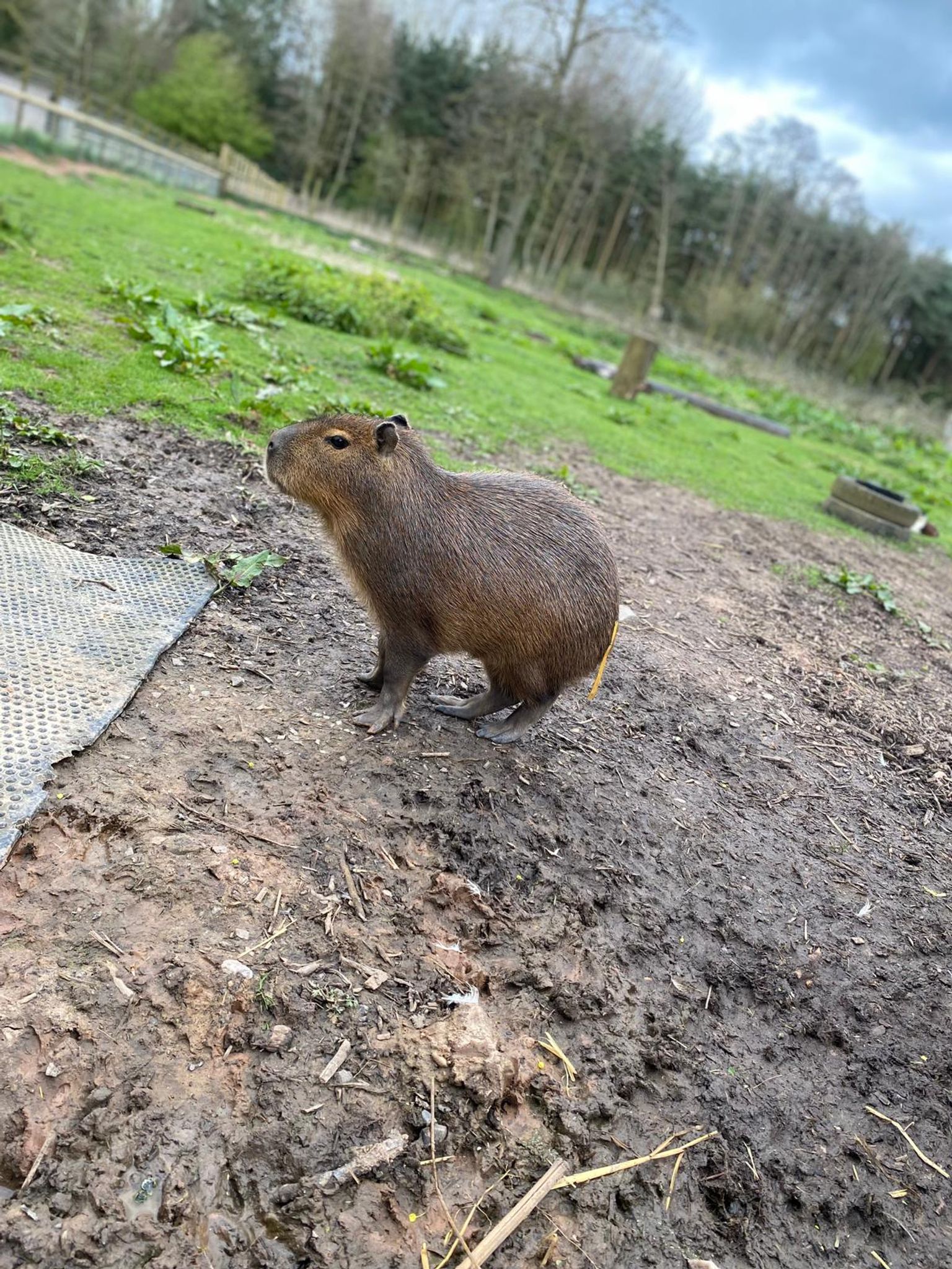 Capybara in England entlaufen – Zoo bittet um Hilfe