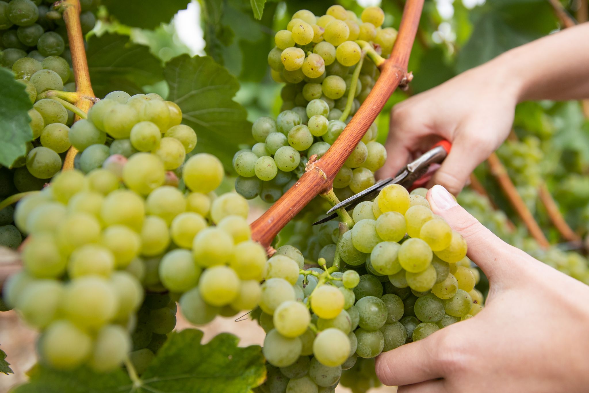 Weinernte 2024 beginnt – Hoffen auf ruhiges Herbstwetter