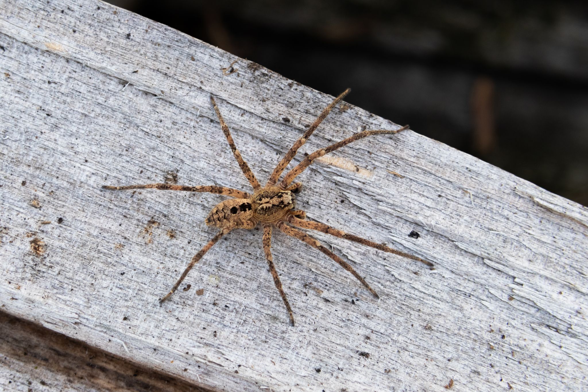 Nosferatu-Spinne inzwischen bundesweit verbreitet