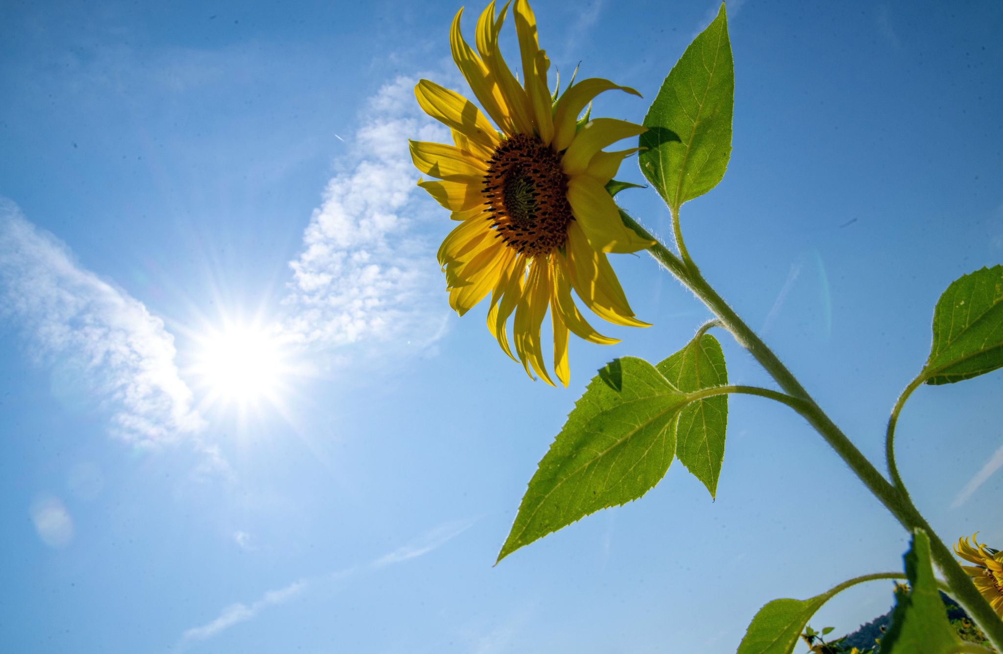 Wetterdienst: Altweibersommer mit viel Sonne