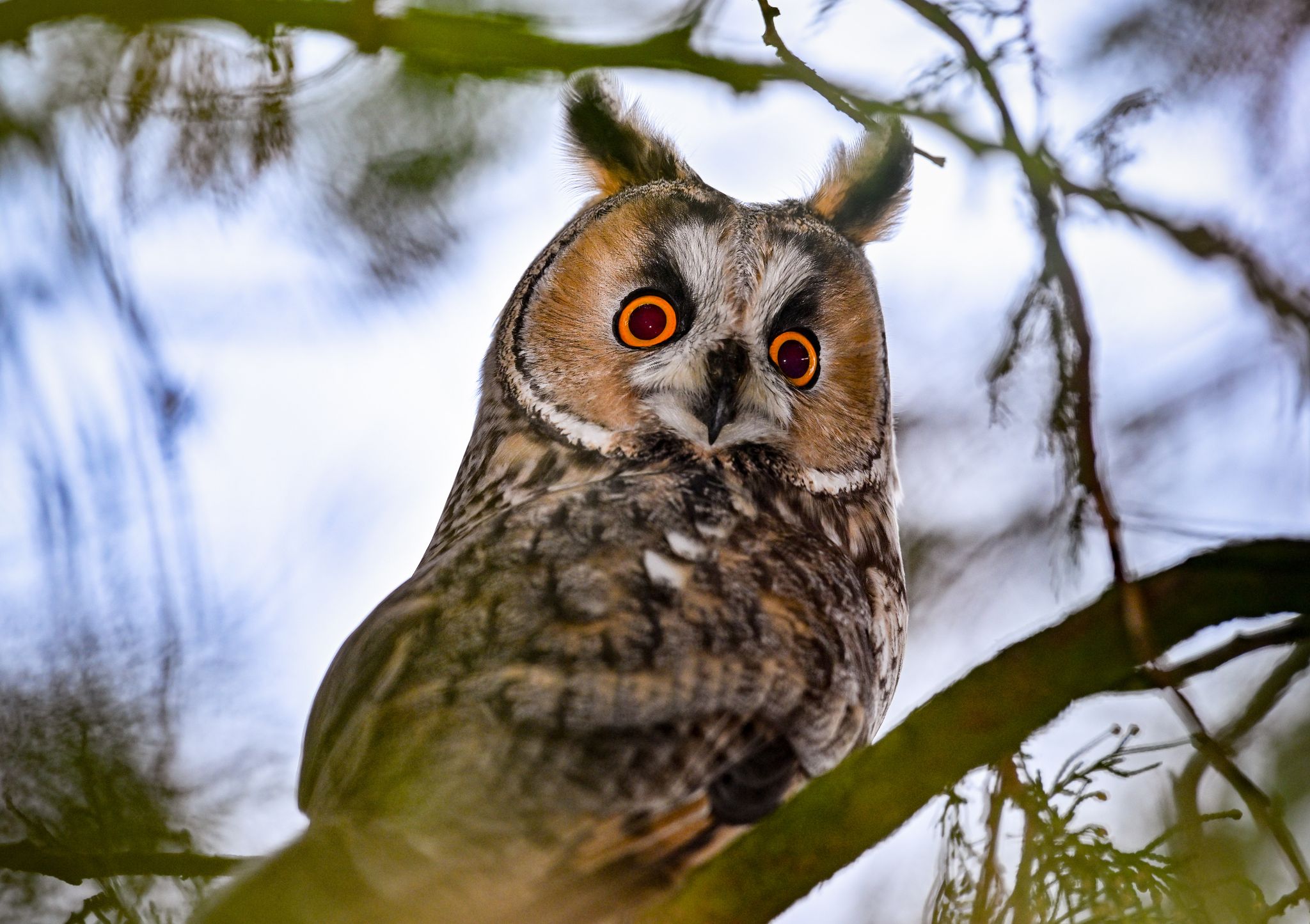 «Vogel des Jahres» wird wieder gewählt