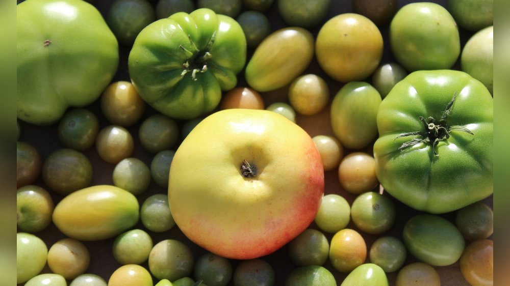 Grüne Tomaten richtig nachreifen lassen