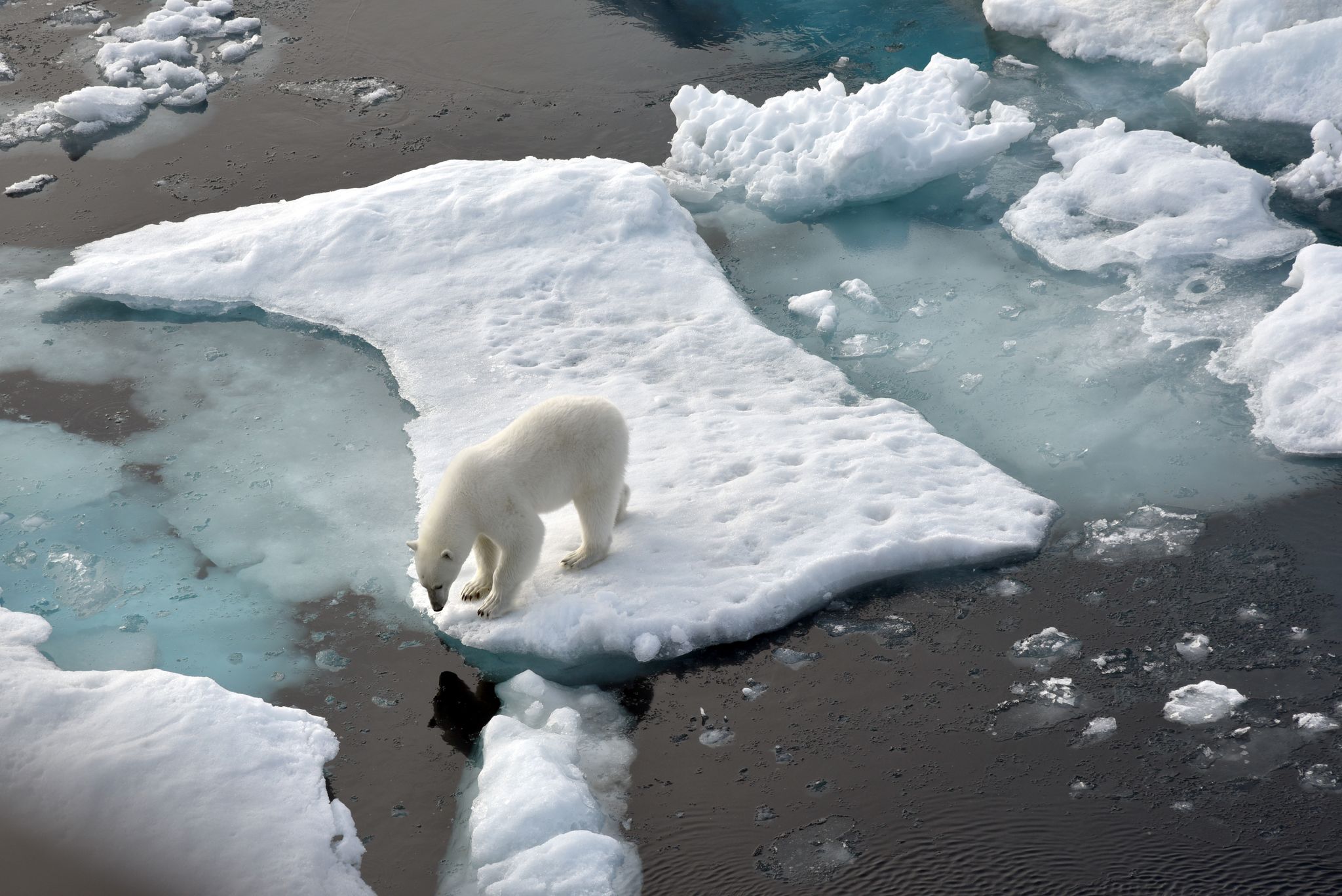 Erster Eisbär auf Island seit 2016 – von Polizei erschossen