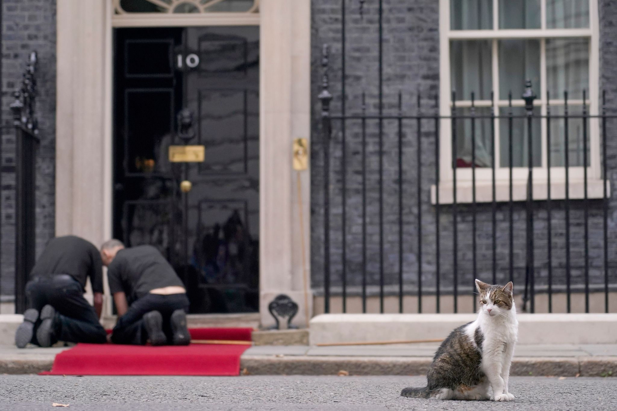 Kein Hund für die Downing Street: Premier holt Kätzchen