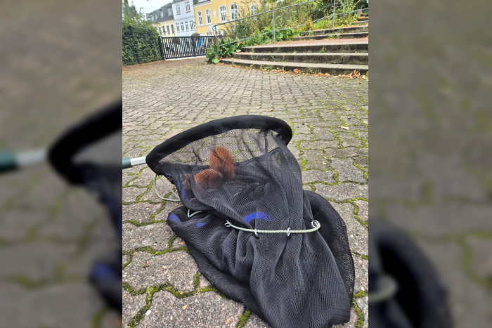 Elmshorn: Tierische Verfolgungsjagd im Modehaus