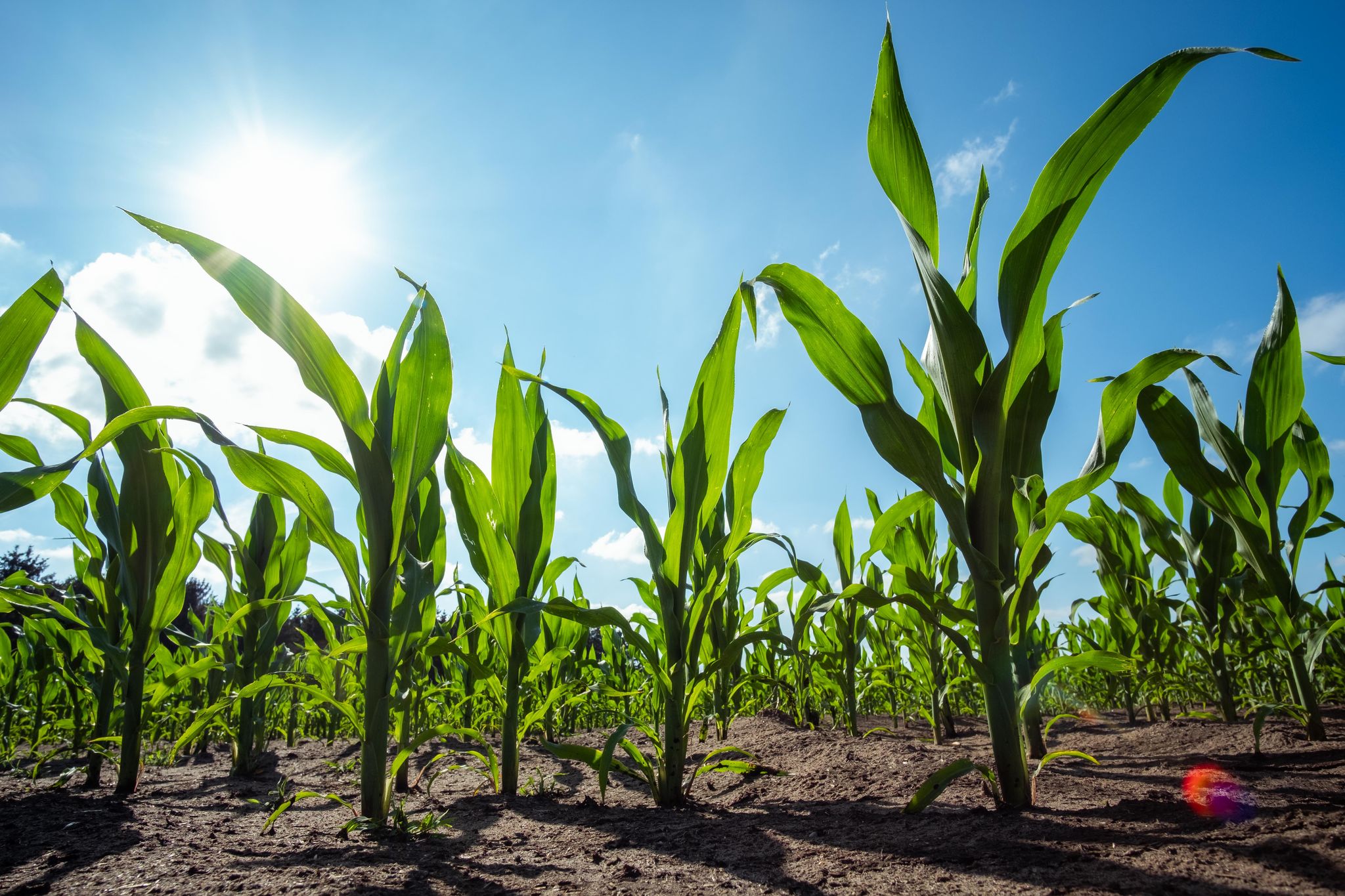 Europäische Unternehmen fordern Gentechnik-Kennzeichnung