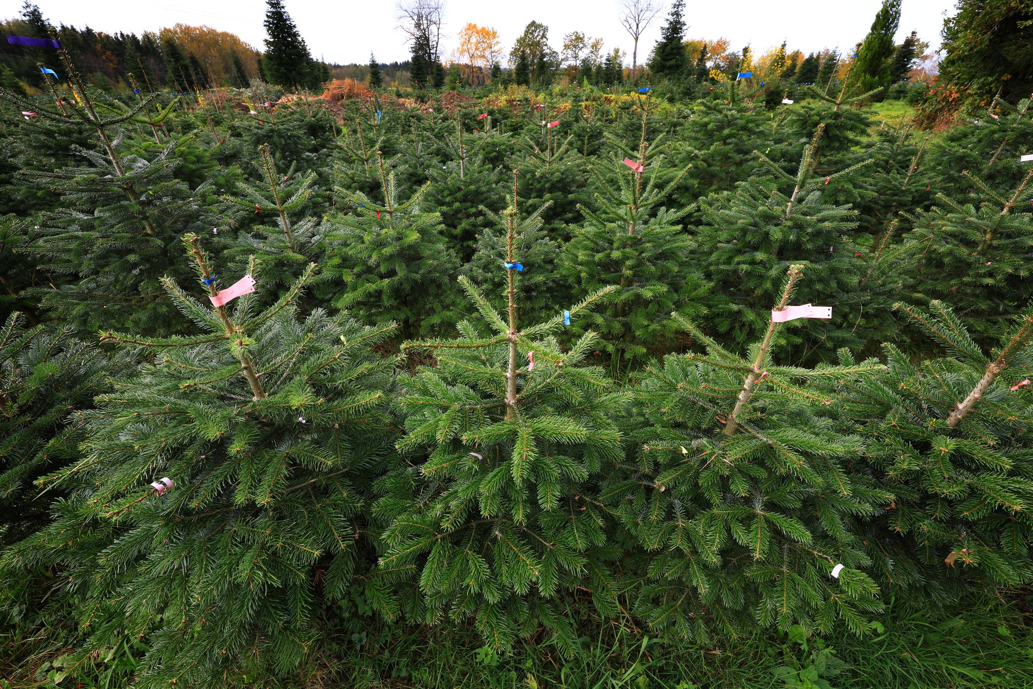 Weihnachtsbaum leicht teurer – Nordmanntanne am beliebtesten