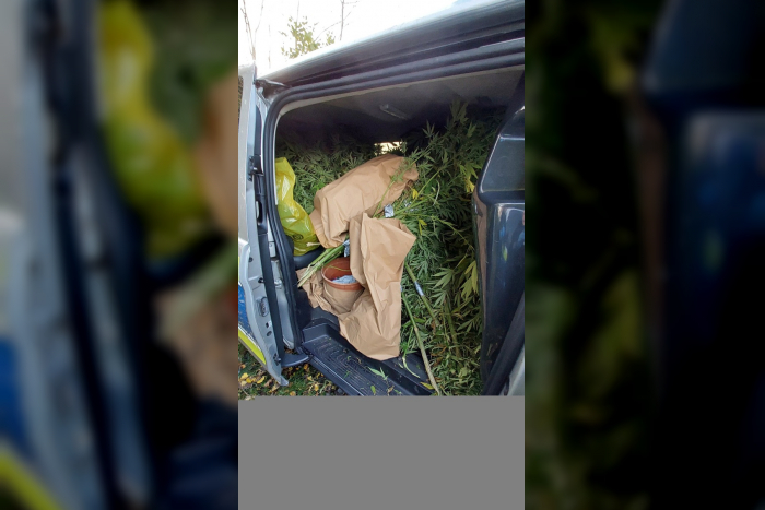 Kiel: Cannabis Ernte in Bönebüttel