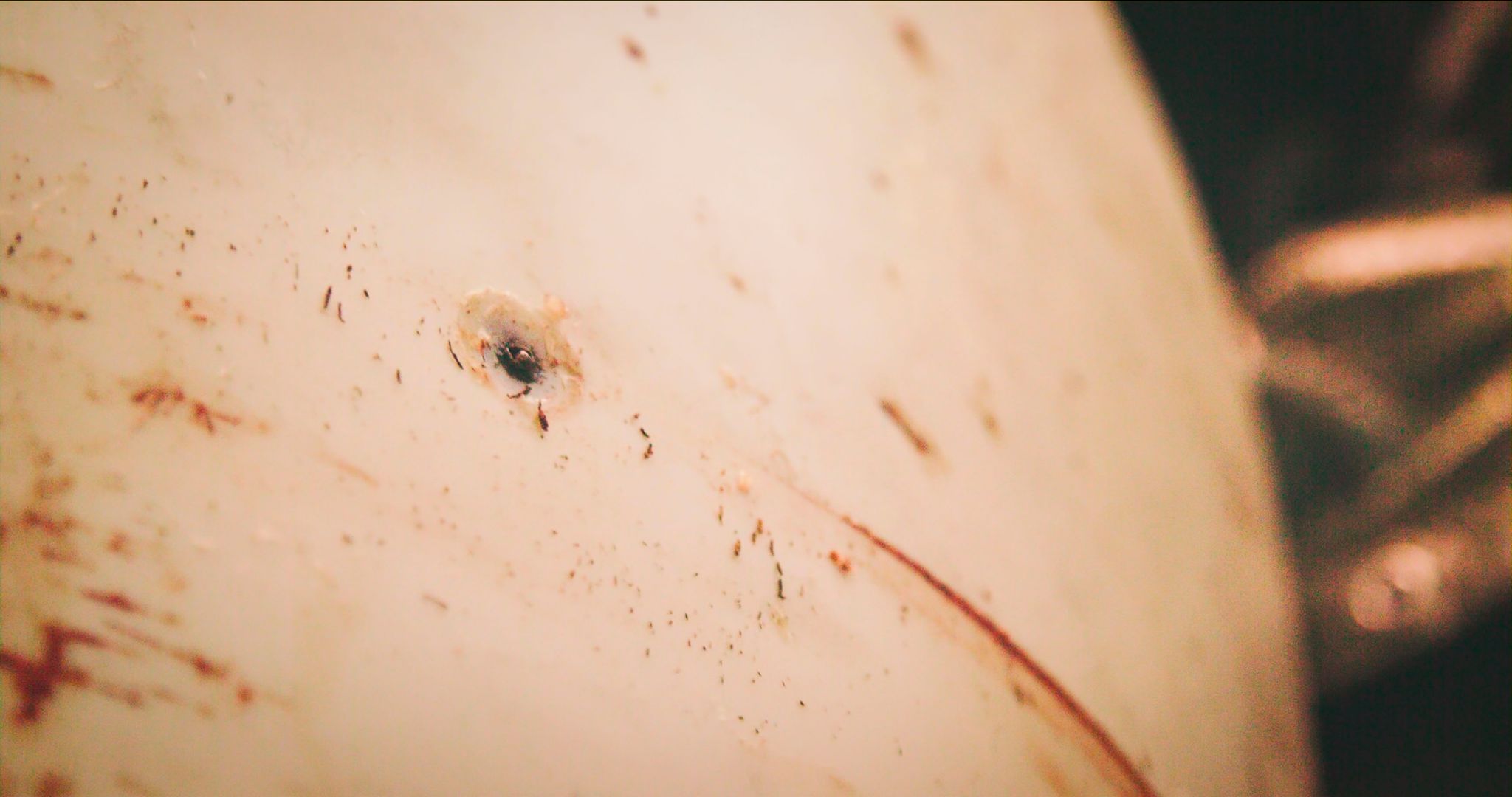 «Spionagewal» Hvaldimir starb vermutlich an Infektion