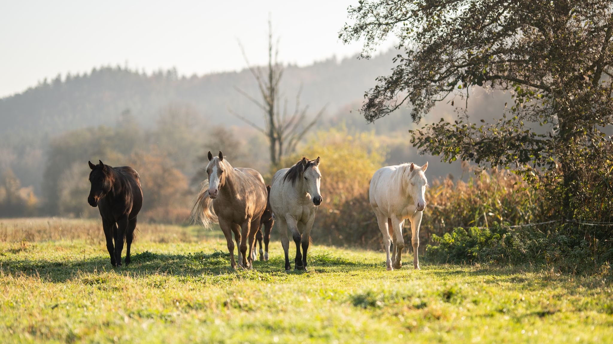 Milder und nasser Herbst: Deutscher Wetterdienst bilanziert den Oktober