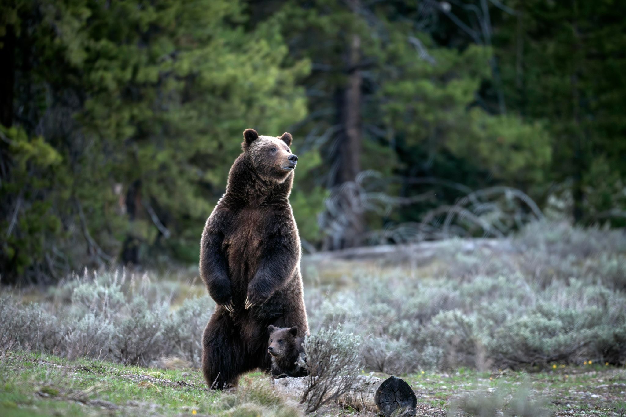 Berühmte Grizzly-Bärin in den USA bei Autounfall getötet