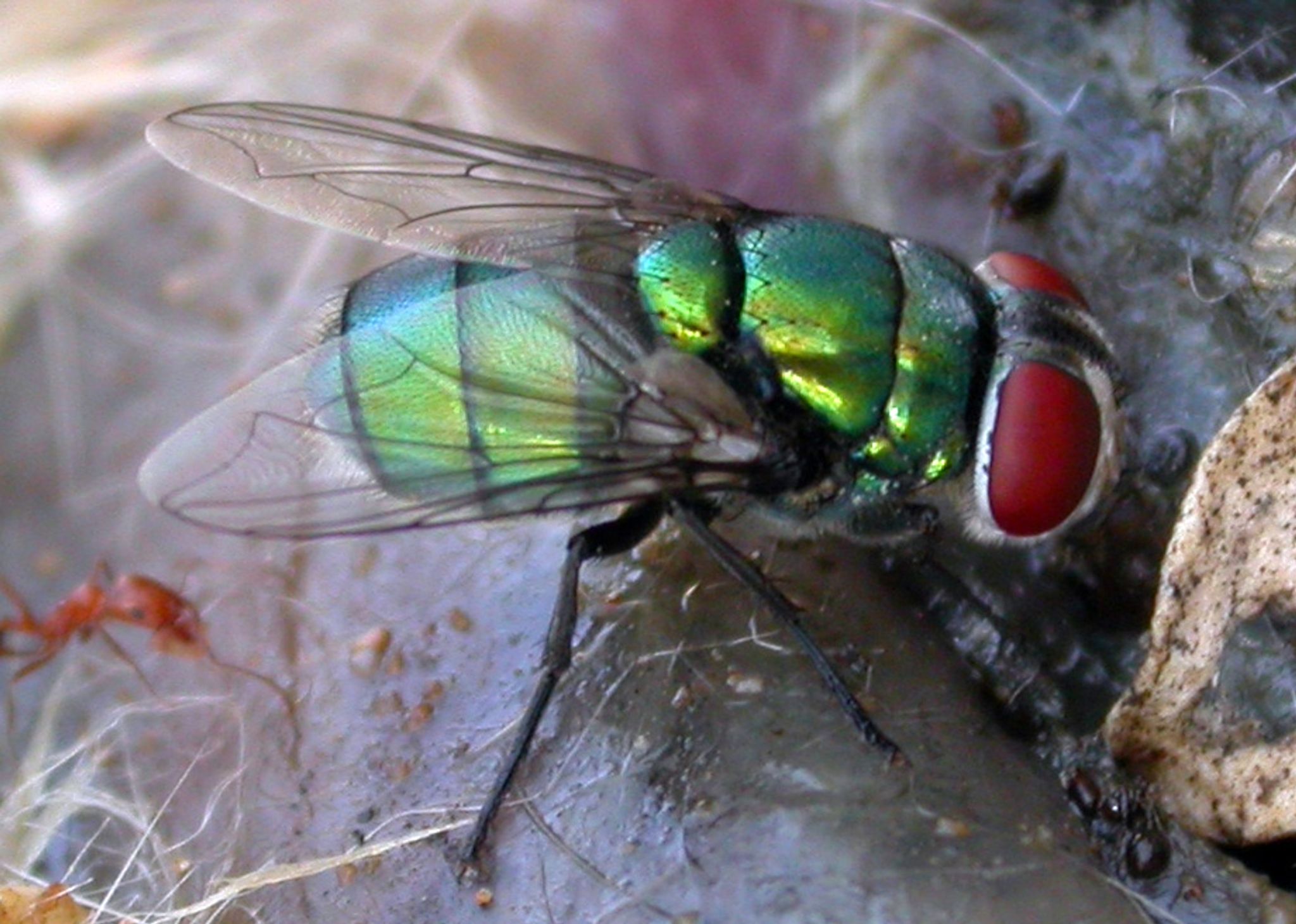 Schmeißfliege könnte Verbrechensaufklärung erschweren