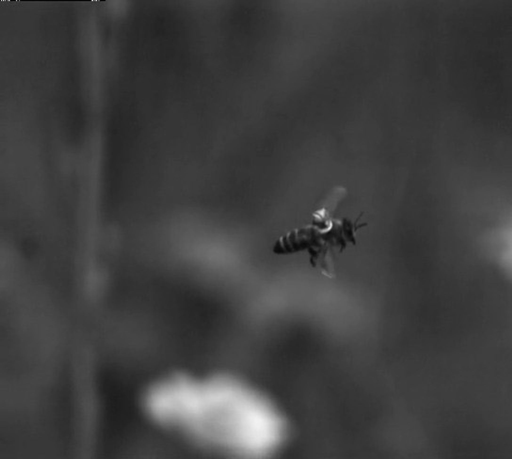 Forschende bekleben Bienen und beobachten sie mit Drohnen